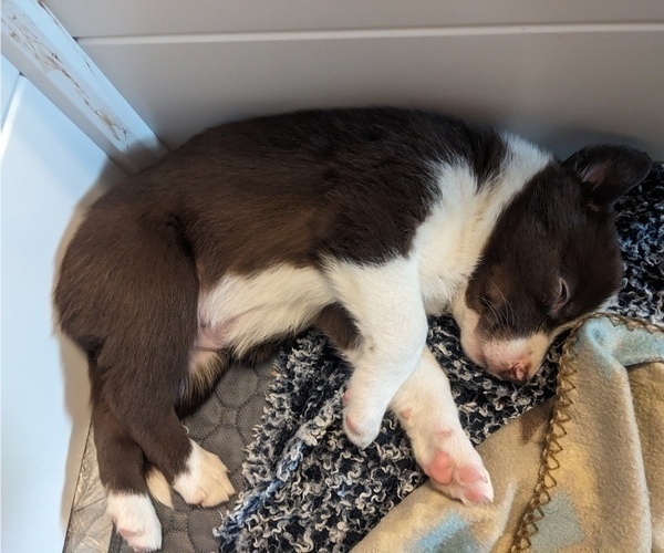Medium Photo #3 Border Collie Puppy For Sale in HARRISON, ID, USA
