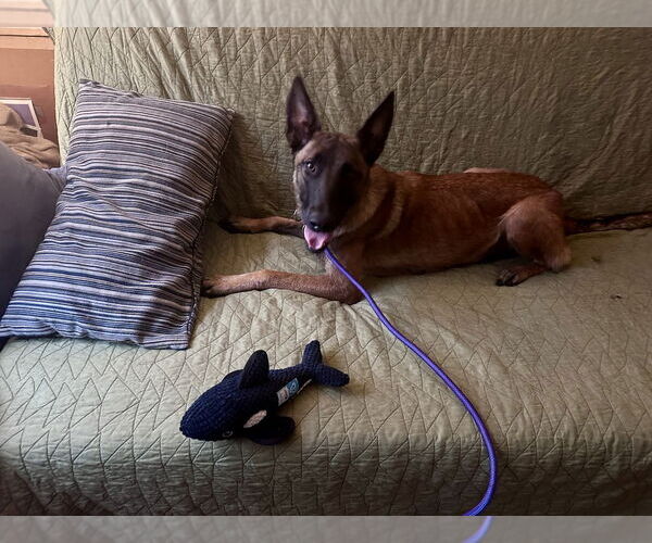 Medium Photo #2 Mutt Puppy For Sale in Imlay City, MI, USA