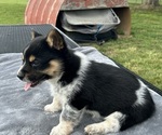 Small Photo #6 Pembroke Welsh Corgi Puppy For Sale in DRAKESVILLE, IA, USA