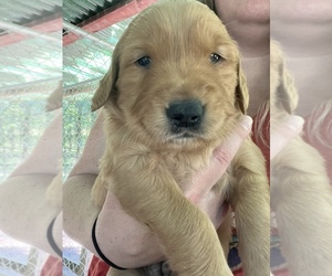 Golden Retriever Puppy for sale in KOSSUTH, MS, USA