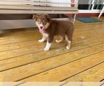 Small Photo #6 Australian Shepherd-Unknown Mix Puppy For Sale in JEROMESVILLE, OH, USA