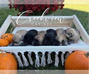 Havanese Litter for sale in NIANGUA, MO, USA