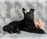 Small #3 German Shepherd Dog