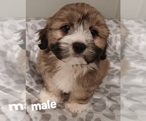 Silky Cocker Puppy for Sale in BURLINGTON, Massachusetts USA