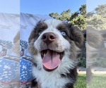 Small #1 Miniature Australian Shepherd