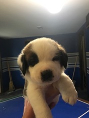 Saint Bernard Puppy for sale in MECHANICSVILLE, VA, USA