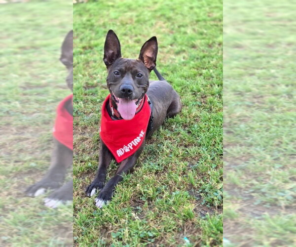 Medium Photo #1 Australian Kelpie-Basenji Mix Puppy For Sale in San Diego, CA, USA