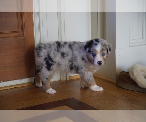 Medium Photo #2 Australian Shepherd Puppy For Sale in GREER, SC, USA