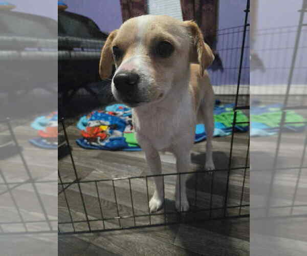 Medium Photo #5 Chihuahua-Unknown Mix Puppy For Sale in Aurora, IN, USA
