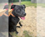 Small #1 American Staffordshire Terrier Mix