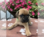 Small #2 Puggle