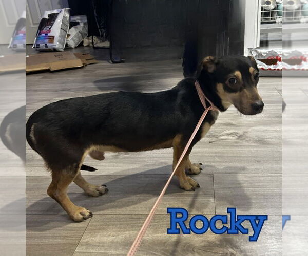 Medium Photo #4 Dachshund Puppy For Sale in San Antonio, TX, USA