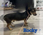 Small #3 Dachshund
