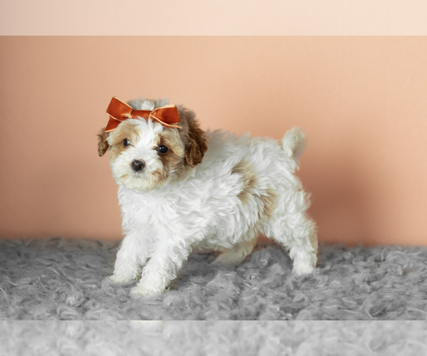 Medium Photo #4 Cavapoo mix (+ Poodle Miniature) Puppy For Sale in MILLERSBURG, IN, USA