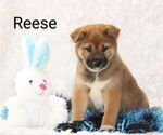 Puppy Reese Shiba Inu