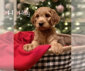 Goldendoodle-Poodle (Standard) Mix Puppy for sale in LEBANON, MO, USA