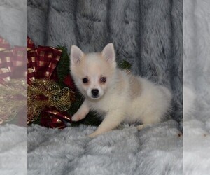 Pomsky Puppy for sale in BARNESVILLE, KS, USA