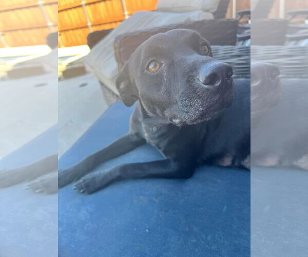 Medium Photo #8 Mutt Puppy For Sale in Royse City, TX, USA