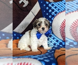 Maltipoo Puppy for sale in ATGLEN, PA, USA