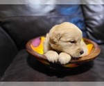 Small Photo #9 Golden Retriever Puppy For Sale in CHIMACUM, WA, USA