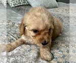 Small Photo #28 Goldendoodle (Miniature) Puppy For Sale in PENSACOLA, FL, USA