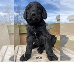 Small Photo #6 Goldendoodle Puppy For Sale in CENTRALIA, IL, USA