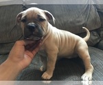 Small Photo #3 American Bully Puppy For Sale in CLEVELAND, OH, USA