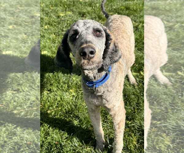 Medium Photo #18 Bernedoodle Puppy For Sale in Sandy, UT, USA