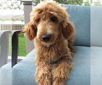 Small #2 Golden Retriever Mix