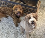 Small Photo #1 Goldendoodle (Miniature) Puppy For Sale in APTOS, CA, USA
