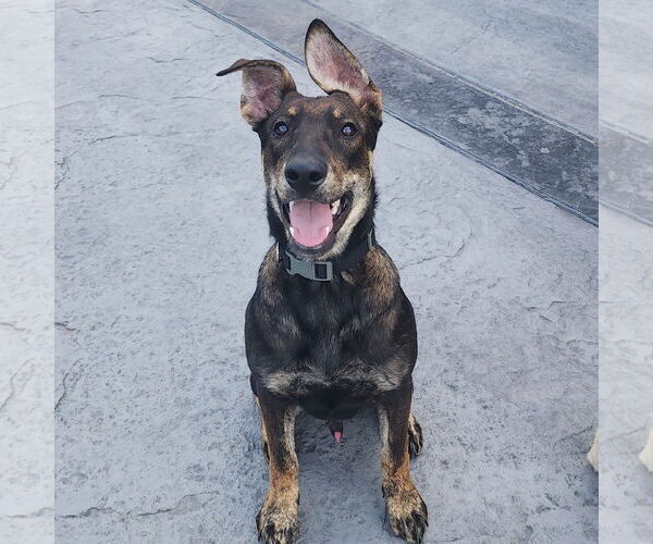 Medium Photo #1 Mutt Puppy For Sale in Fargo, ND, USA