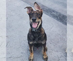 Mutt Dogs for adoption in Fargo, ND, USA