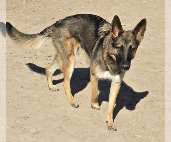 Medium Photo #1 German Shepherd Dog-Unknown Mix Puppy For Sale in Peralta, NM, USA