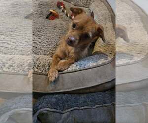 Chihuahua-Unknown Mix Dogs for adoption in Oakhurst, NJ, USA