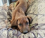 Small #1 Redbone Coonhound