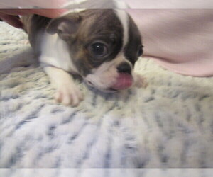 Boston Terrier Puppy for sale in BLACK HORSE, OH, USA
