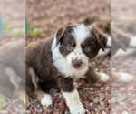 Small Photo #2 Miniature Australian Shepherd Puppy For Sale in LOWGAP, NC, USA