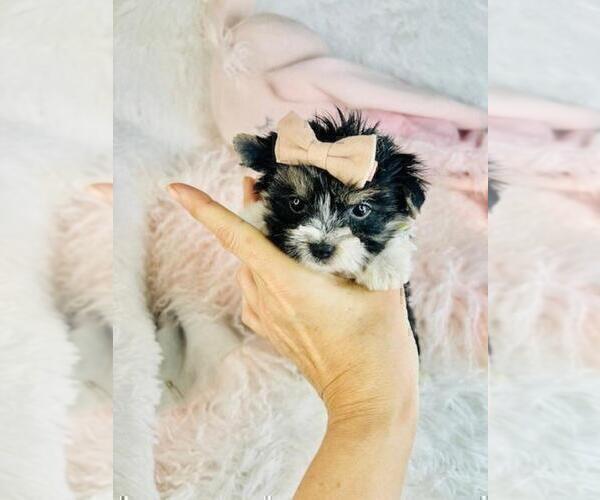 Medium Photo #23 Morkie Puppy For Sale in THONOTOSASSA, FL, USA