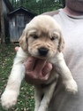 Puppy 1 Golden Retriever