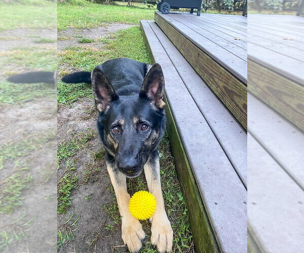 Medium Photo #2 German Shepherd Dog Puppy For Sale in Millburn, NJ, USA