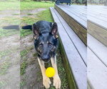 Small #1 German Shepherd Dog