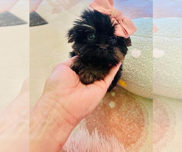 Medium Photo #6 Yorkshire Terrier Puppy For Sale in JACKSONVILLE, FL, USA