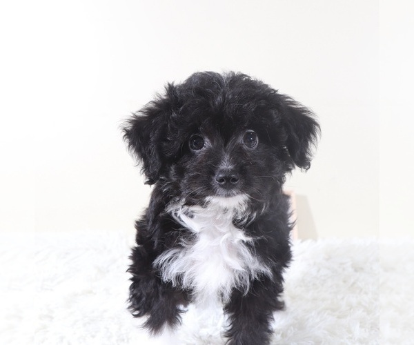 Medium Photo #2 Aussiedoodle Toy Puppy For Sale in MOUNT VERNON, OH, USA