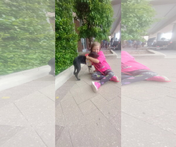 Medium Photo #4 Labrador Retriever-Unknown Mix Puppy For Sale in The Woodlands, TX, USA