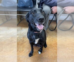 Labrador Retriever-Unknown Mix Dogs for adoption in Bolivar, MO, USA