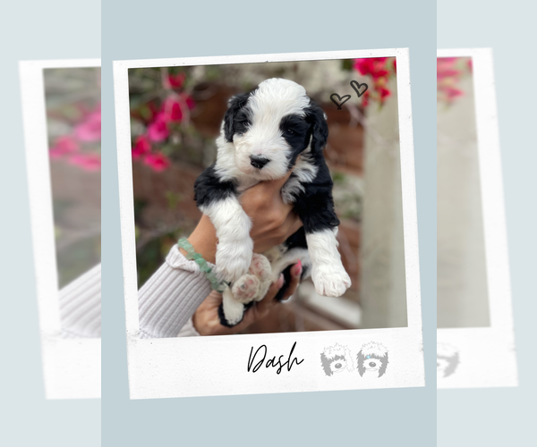 Medium Photo #3 Sheepadoodle Puppy For Sale in RIVERSIDE, CA, USA