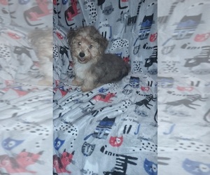 Poodle (Toy)-YorkiePoo Mix Puppy for sale in SHELBY, NC, USA