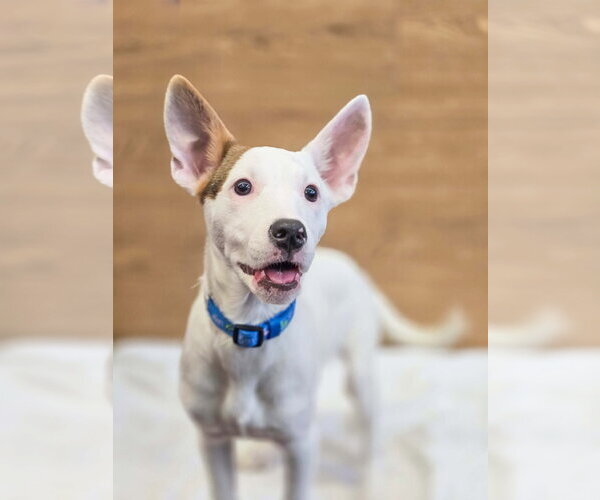 Medium Photo #1 American Pit Bull Terrier-Unknown Mix Puppy For Sale in Sandy, UT, USA