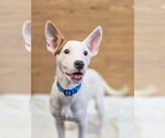 Small American Pit Bull Terrier Mix