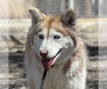 Small #2 Siberian Husky Mix